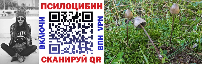 Купить где  Сортавала  Галлюциногенные грибы Psilocybe 